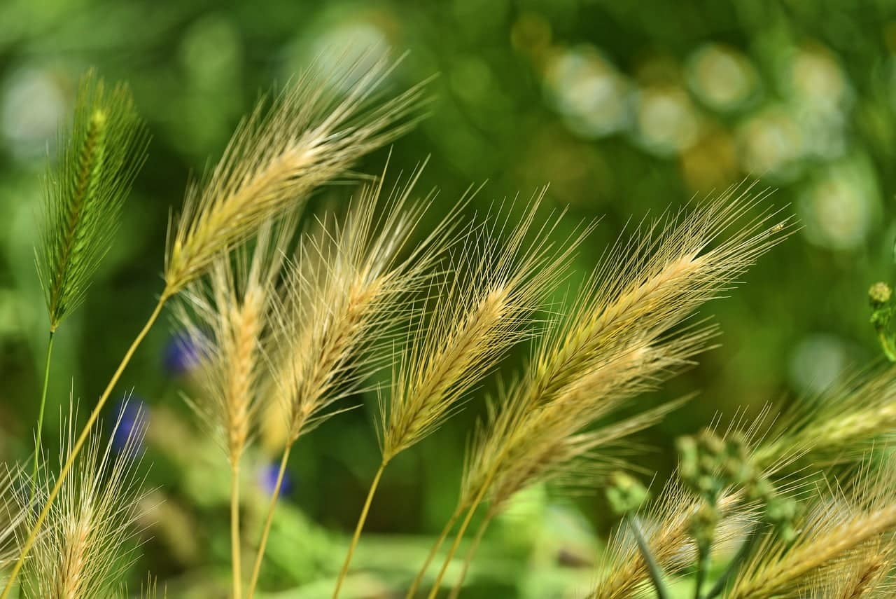 dream meaning Weeds