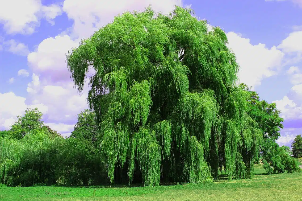dream meaning Weeping
