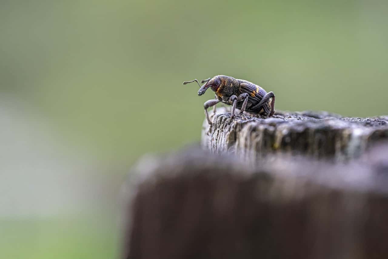 dream meaning Weevil