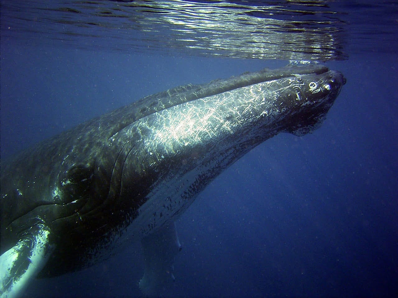 dream meaning Whale