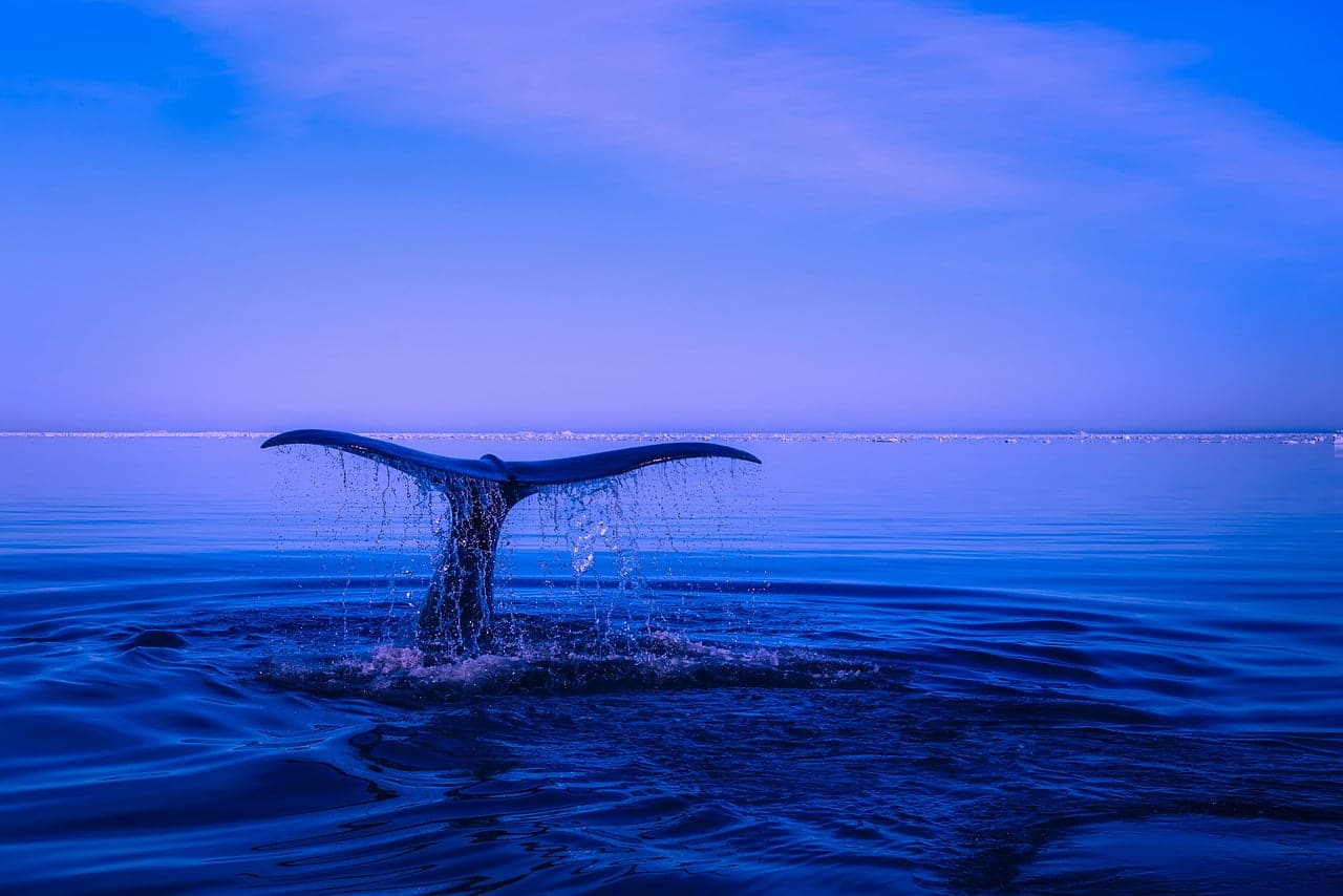 dream meaning Whales