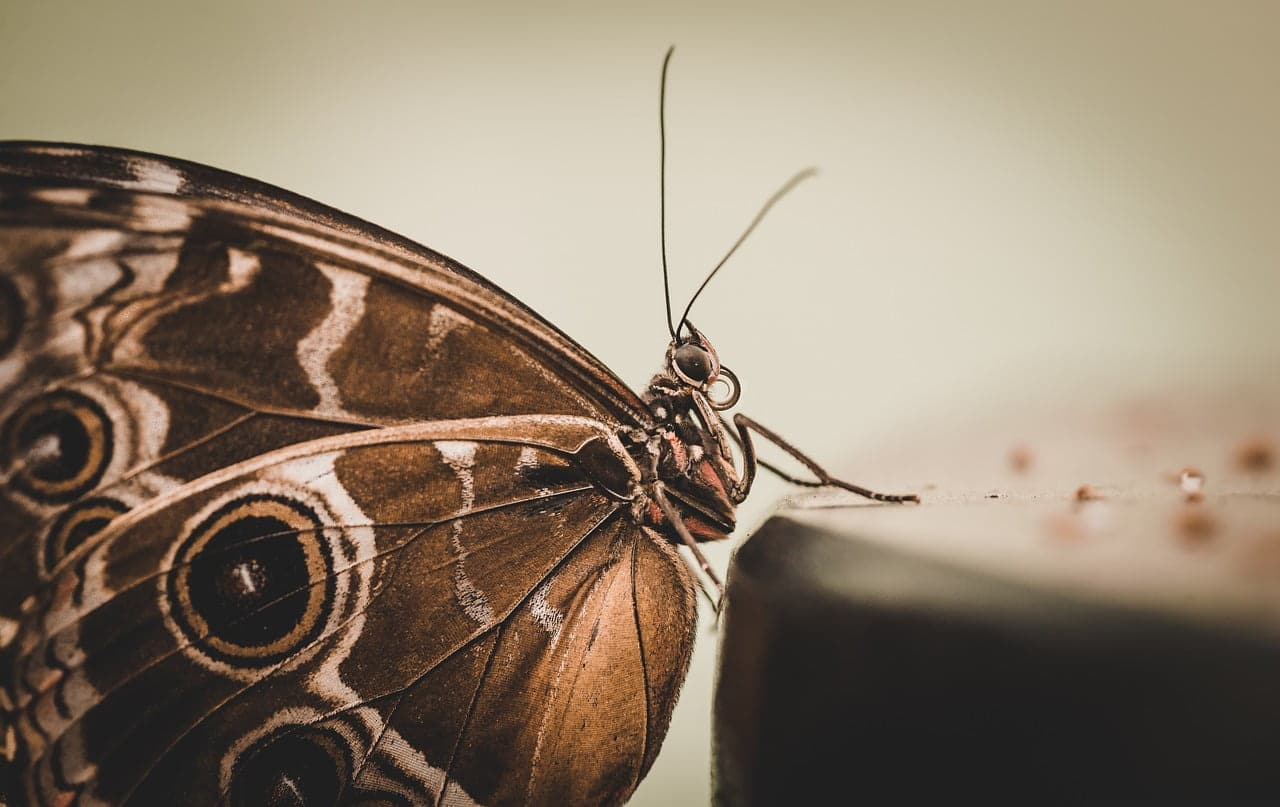 dream meaning White Moth