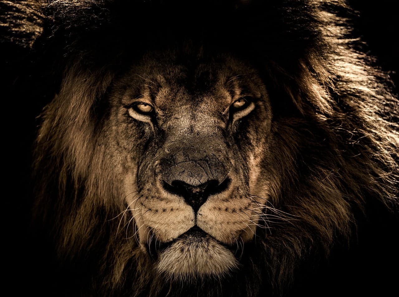 dream meaning Wild