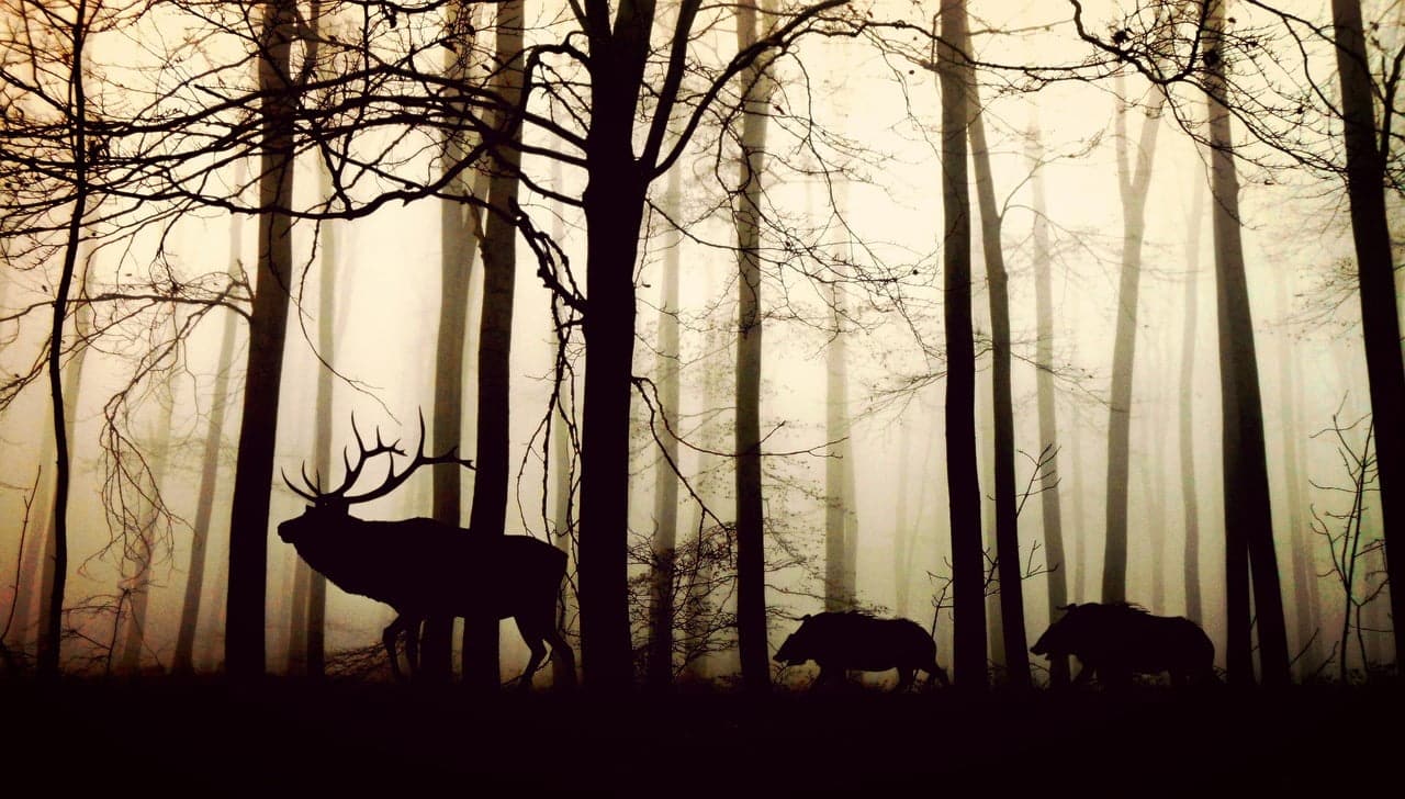 dream meaning Wilderness