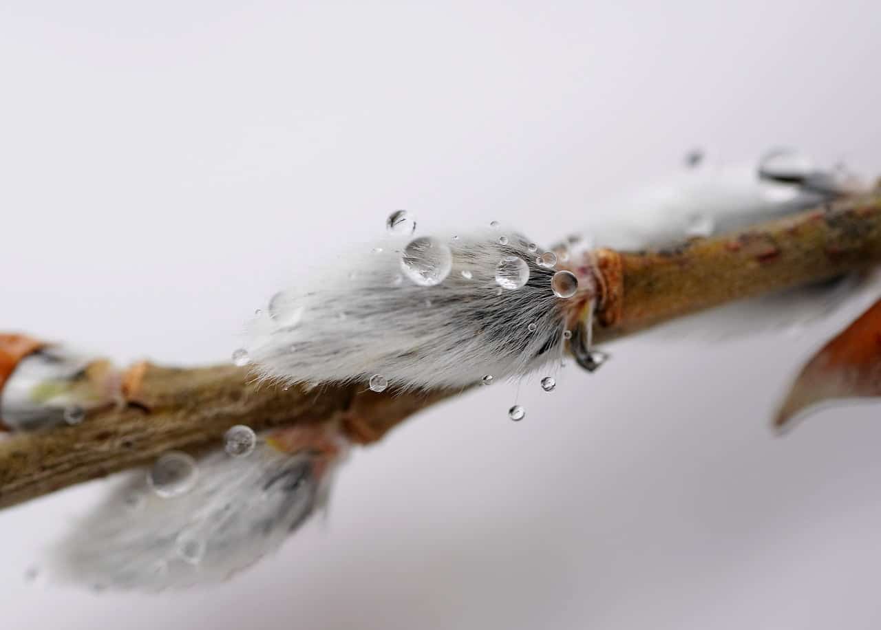 dream meaning Willow