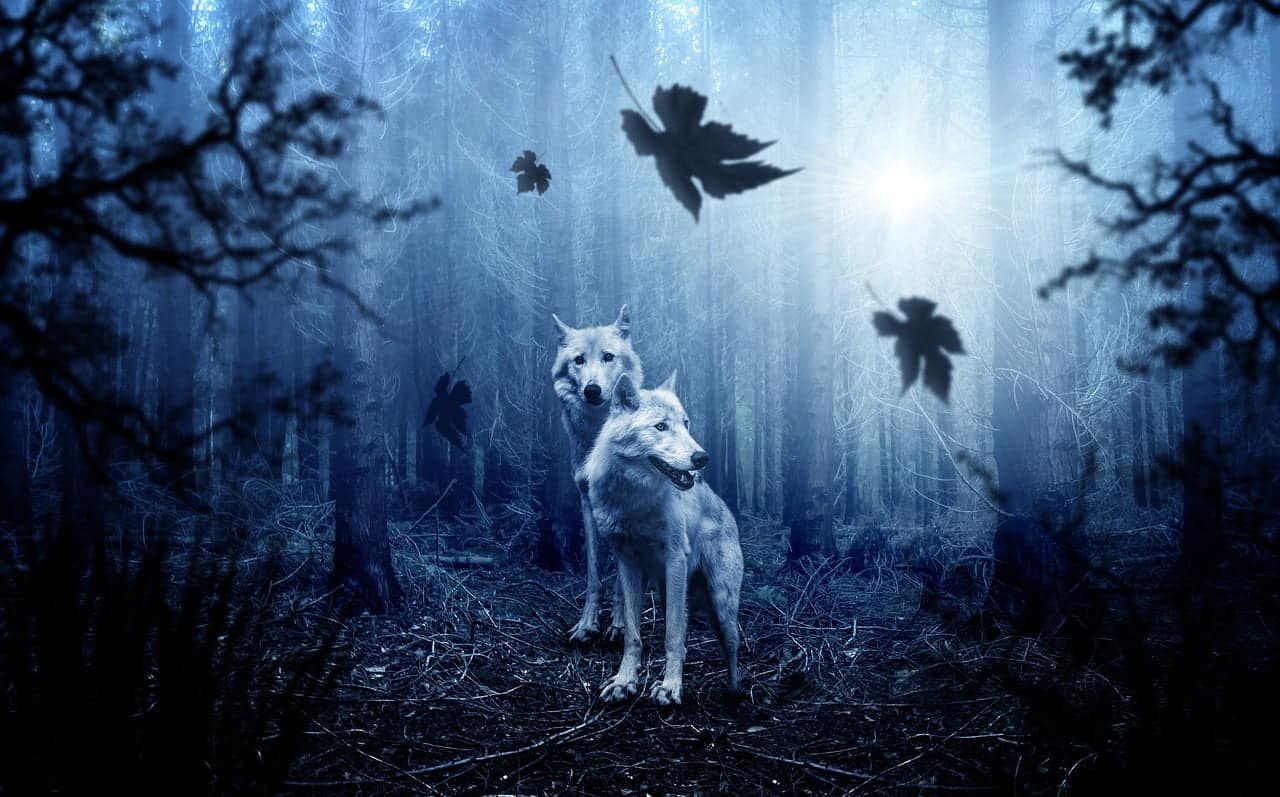 dream meaning Wolf