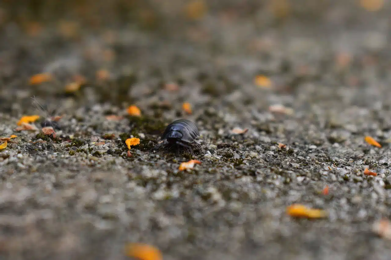 dream meaning Woodlouse