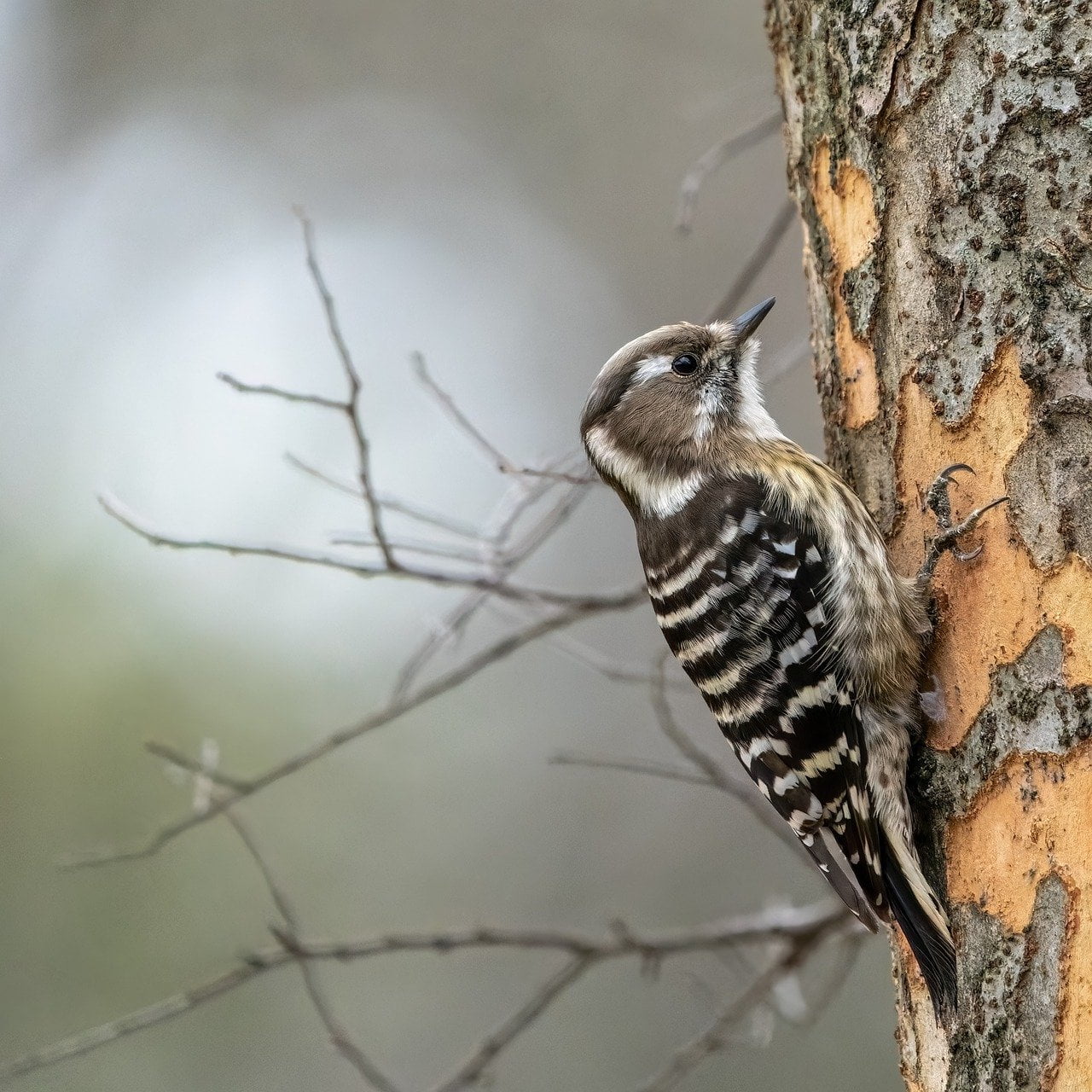 dream meaning Woodpecker