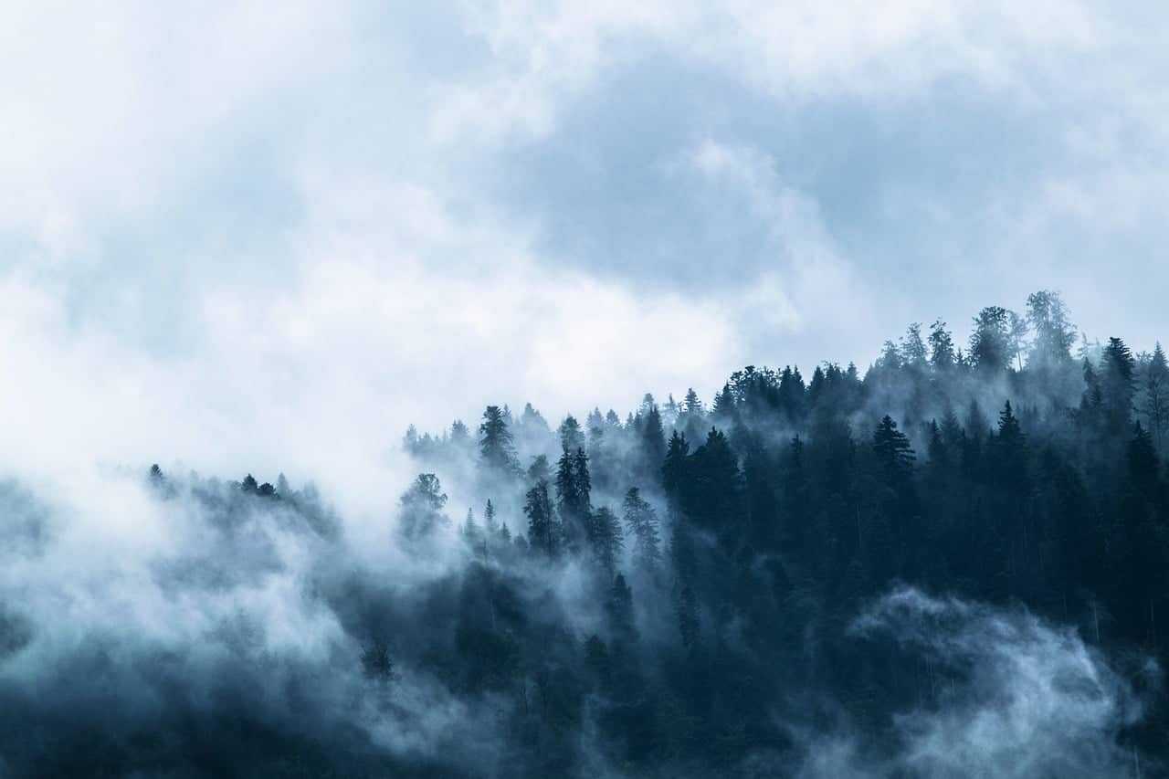 dream meaning Woods