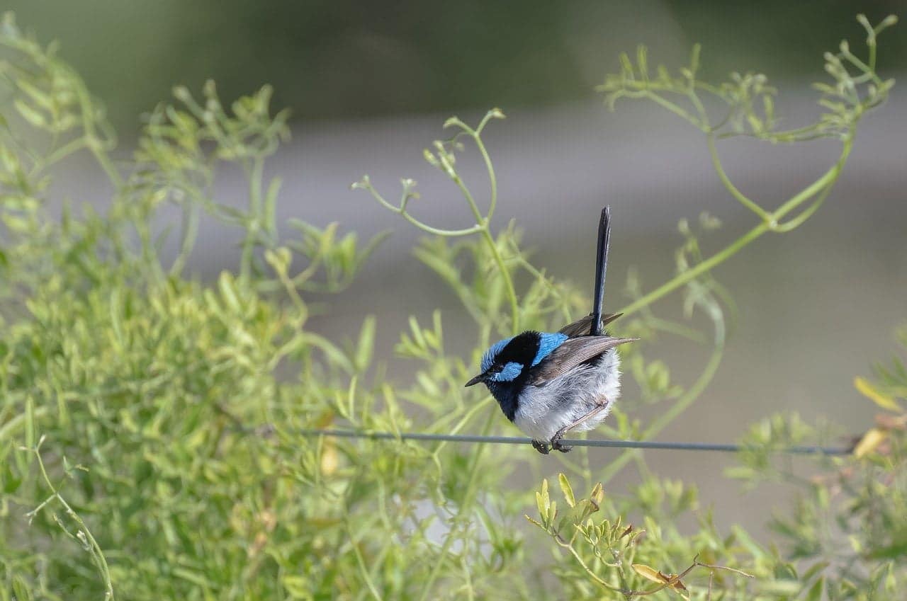 dream meaning Wren