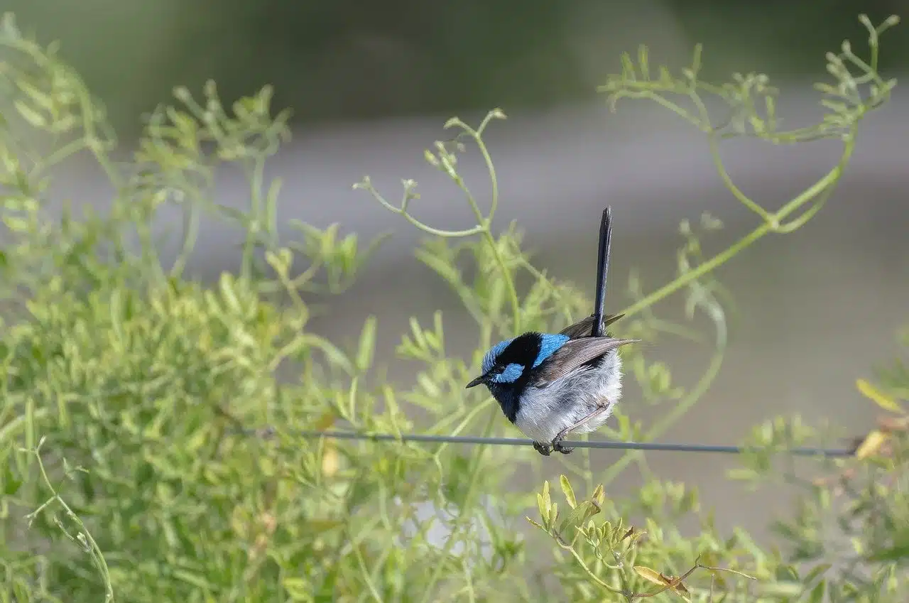 dream meaning Wren