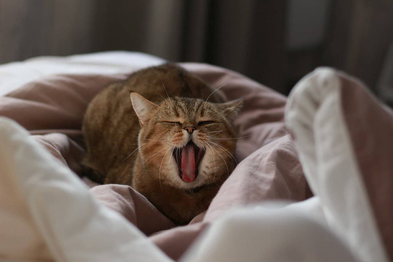 dream meaning Yawning