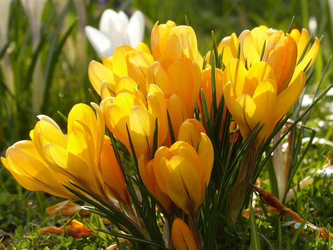 dream meaning Yellow fever