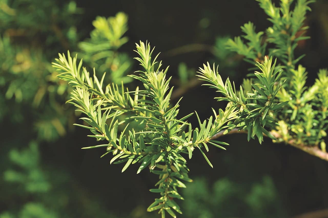 dream meaning Yew
