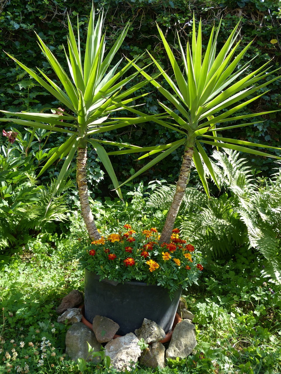 dream meaning Yucca