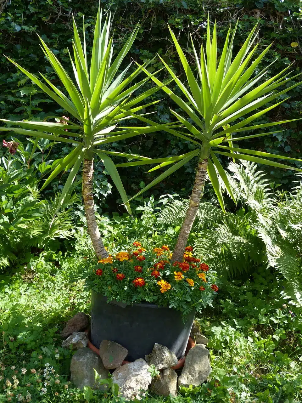 dream meaning Yucca