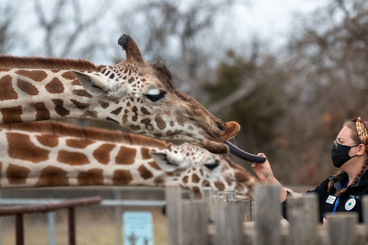 dream meaning Zookeeper