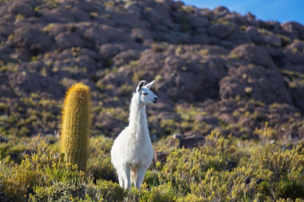 White Alpaca dream