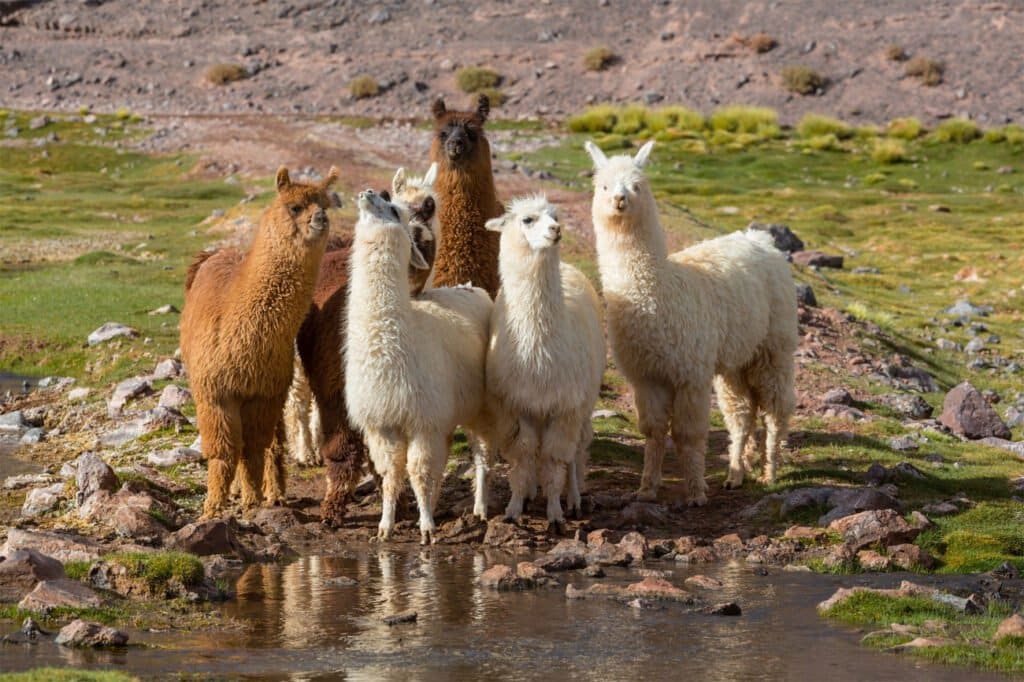 Alpaca 3 Alpaca Dream Meaning