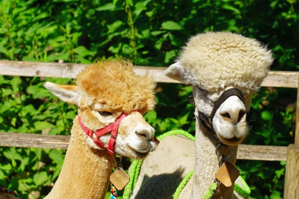 Alpaca 6 Dream Dictionary Alpaca