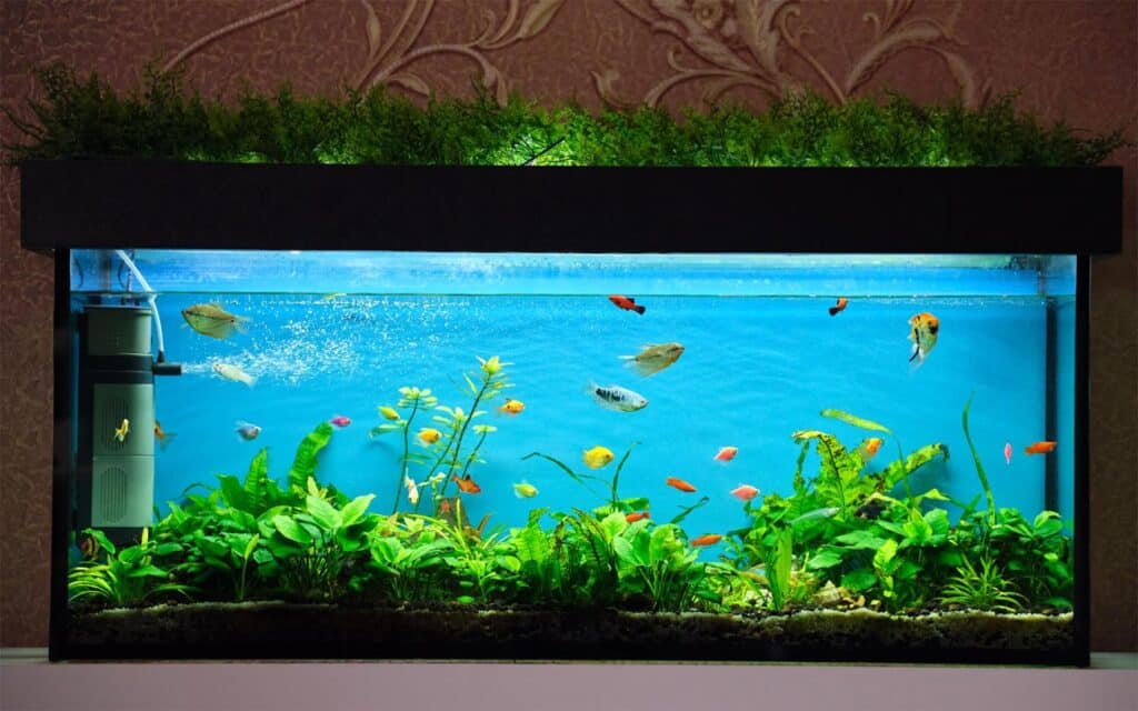 aquarium dream meaning