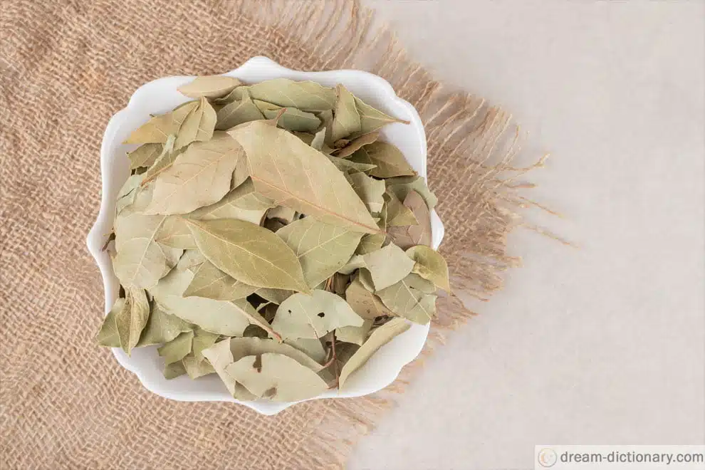 Bay leaf 4 bay leaf dream symbol