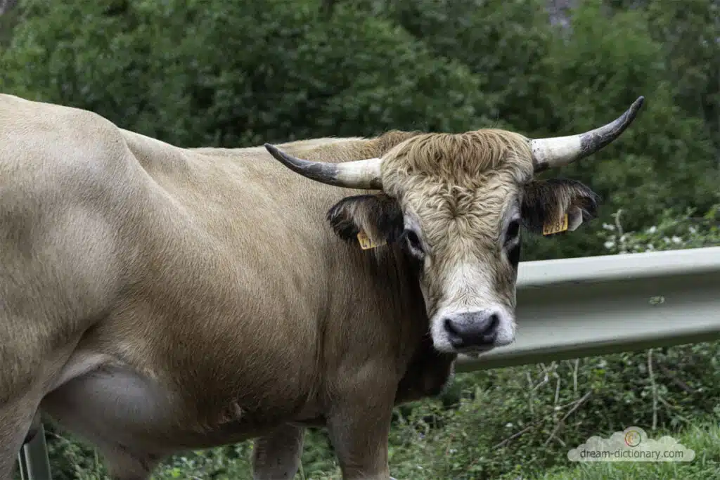 Bull 5 Bull Attack