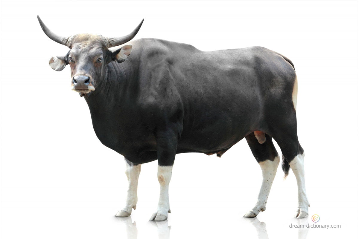 dream meaning Bull