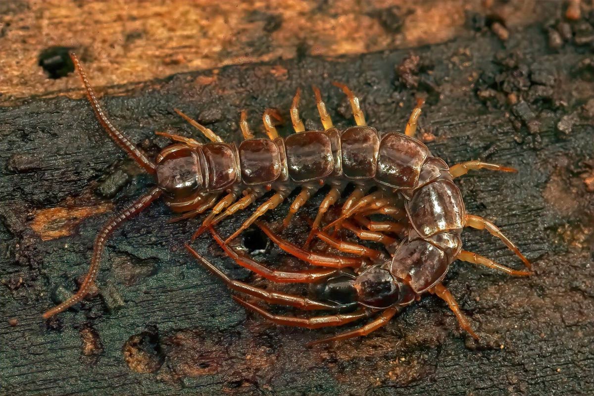 Had a Dream About a Centipede?