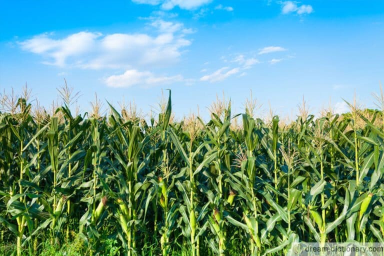 Corn Field Dream meaning