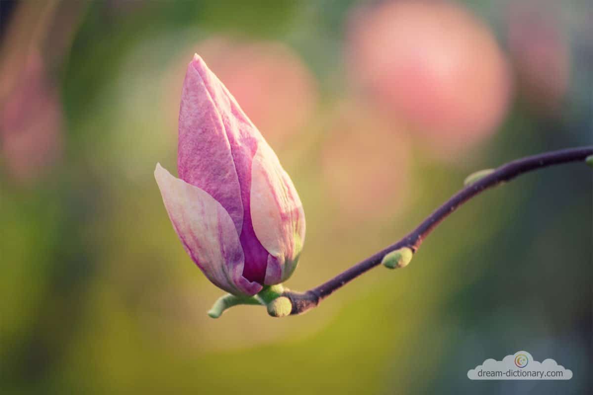 dream meaning Flower bud
