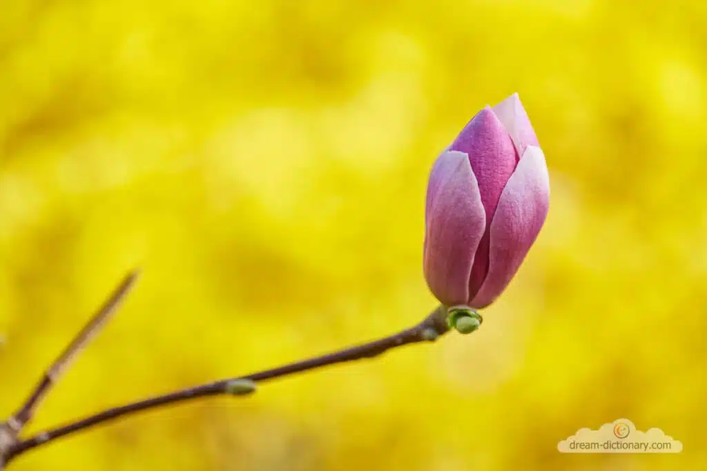 Flower bud 3 flower bud dream symbol