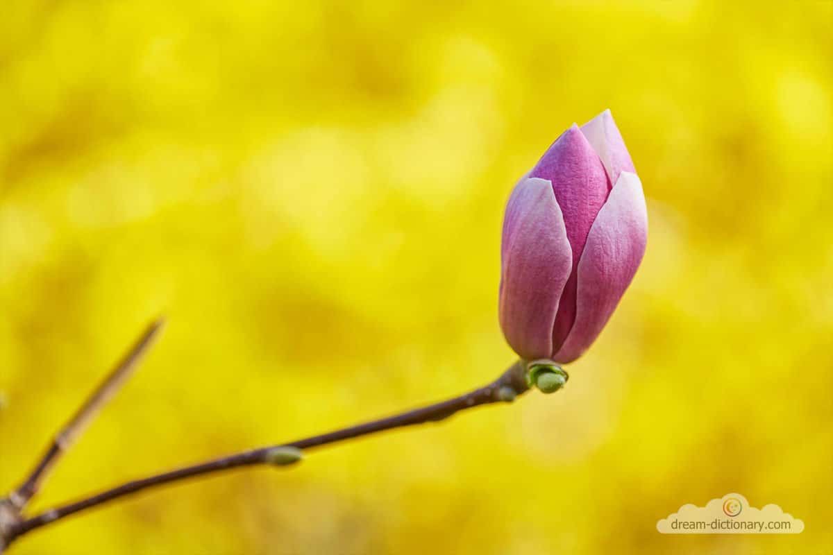 Flower bud Dream meaning