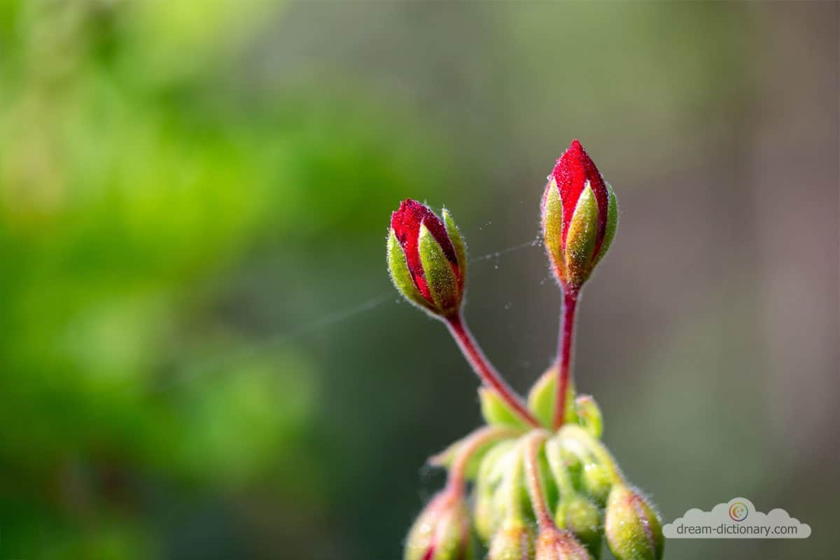 Flower bud Dream meaning Dream Dictionary