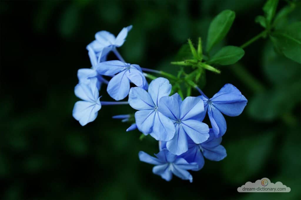 Forget-me-not 7 Forget-me-not dream