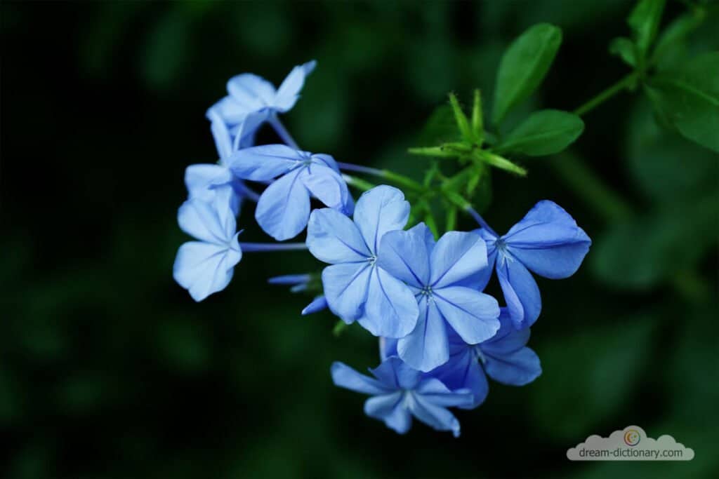 Forget-me-not dream