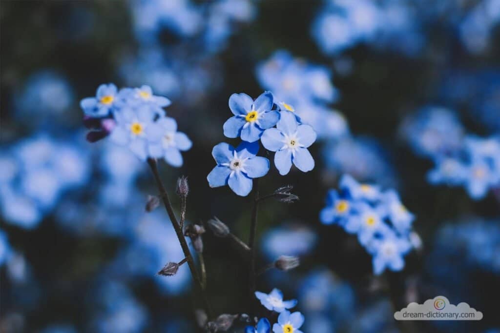 Forget-me-not 4 Forget-me-not dream meaning