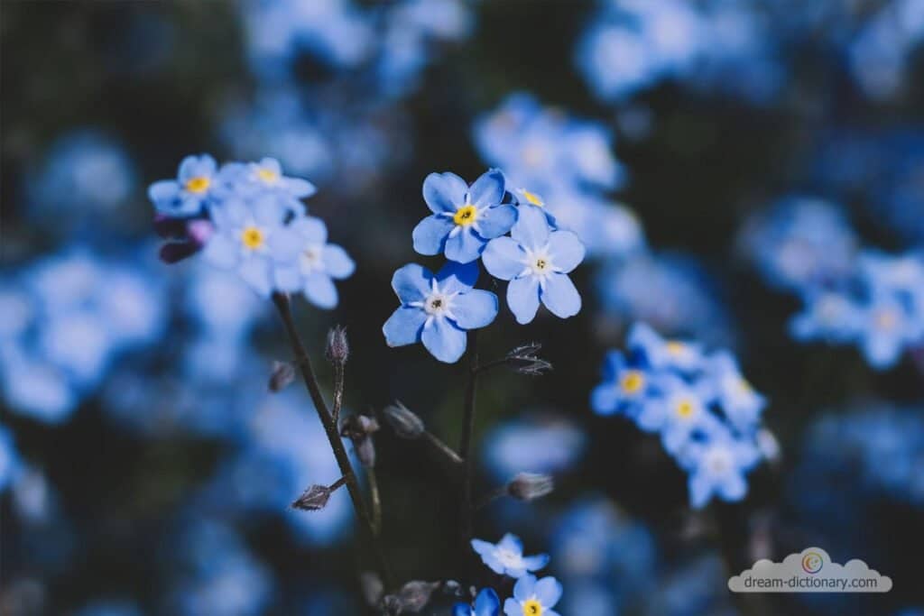 Forget-me-not dream meaning