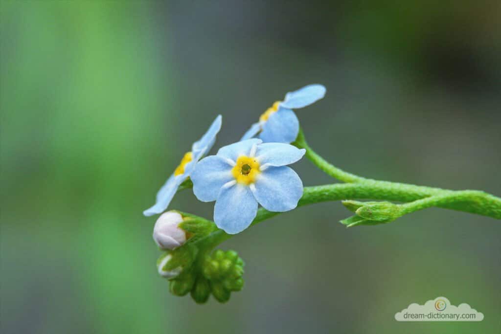 Forget-me-not 6 Forget-Me-Not dream symbol