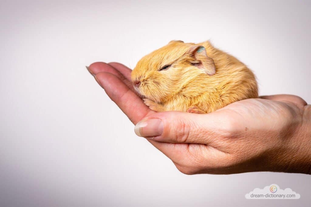 Hamster 6 Buying a Hamster