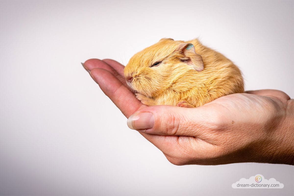 Hamster Dream meaning