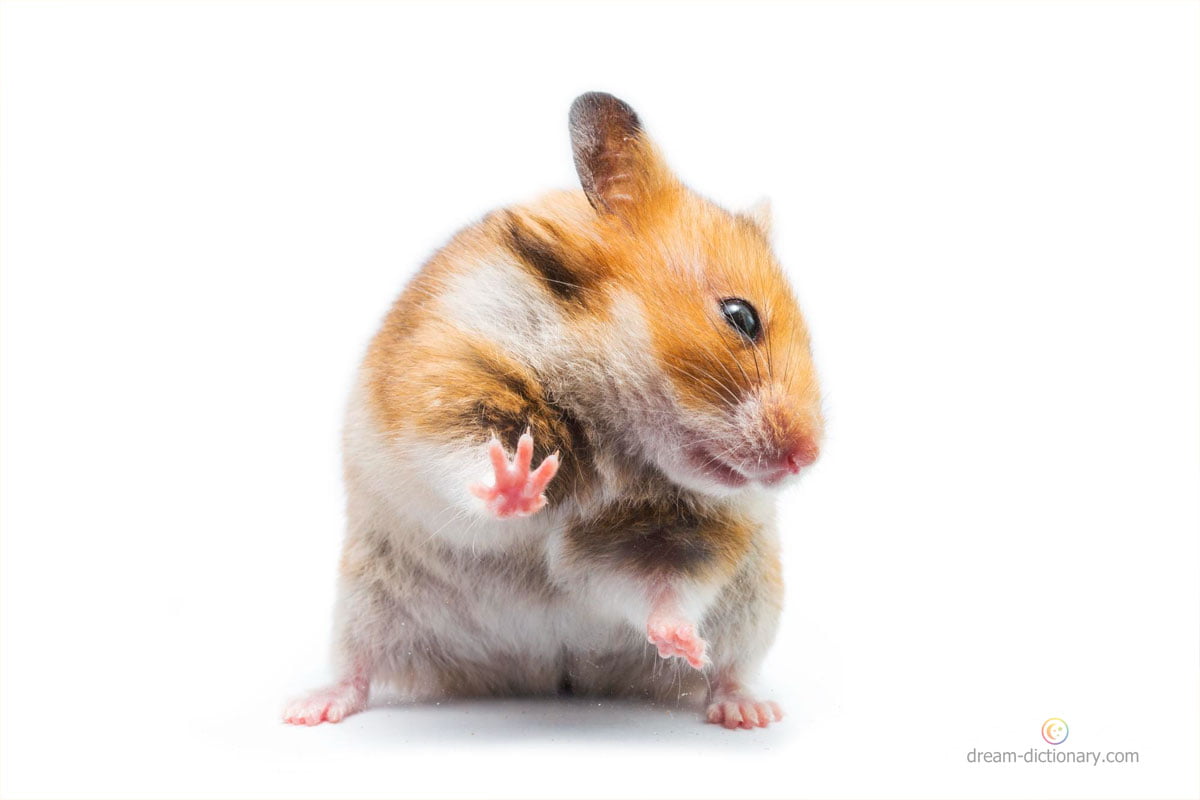 dream meaning Hamster