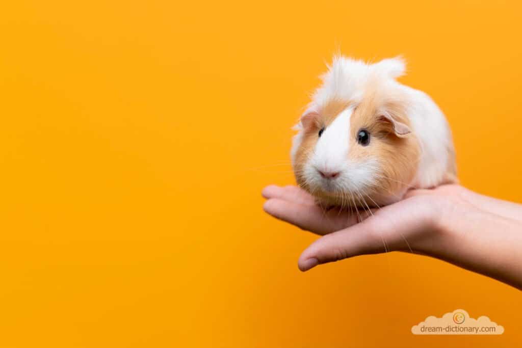 Hamster 5 Lost Hamster