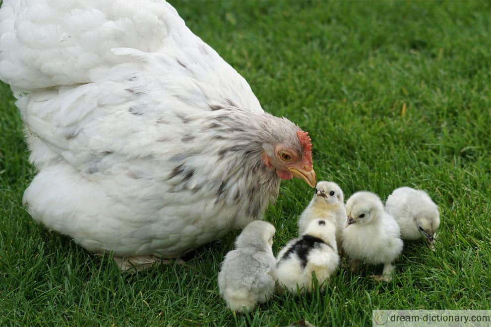 Mother Hen 4 mother hen dream meaning