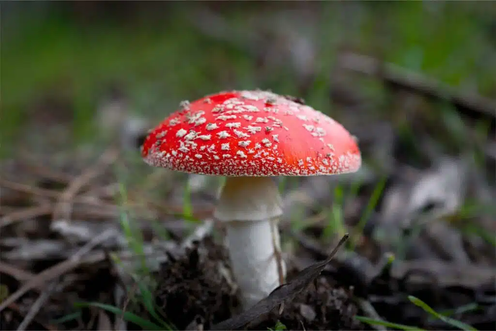 Why Did I Dream About Mushrooms? 3 Interpreting Dreams About Mushrooms