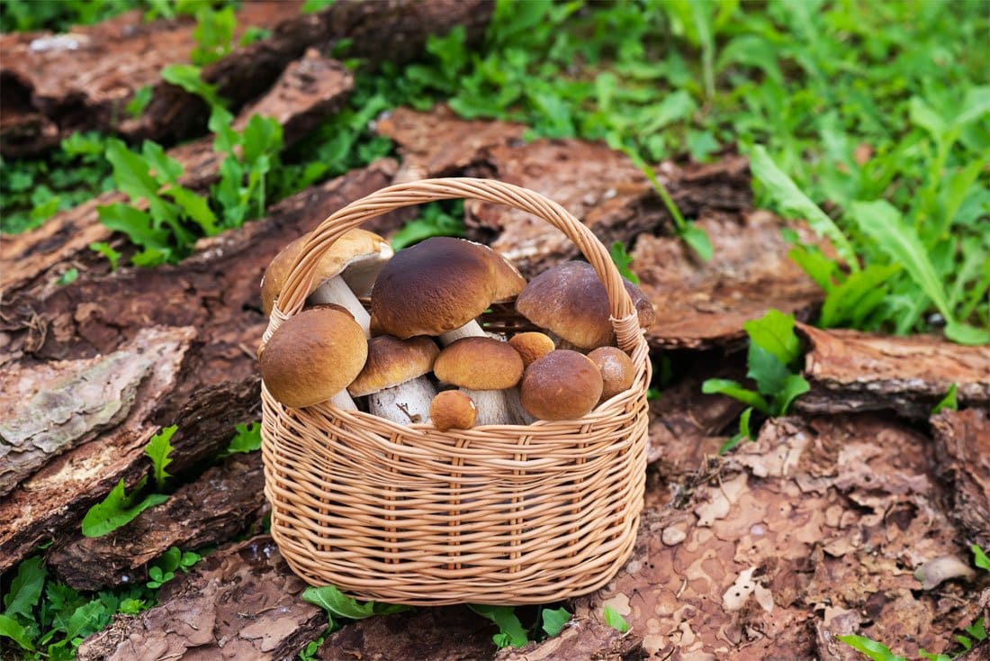 dream meaning Why Did I Dream About Mushrooms?
