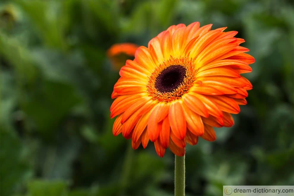 orange flower dream meaning