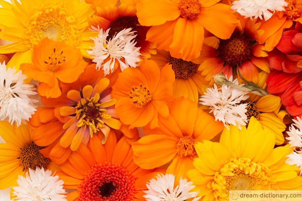 orange flowers