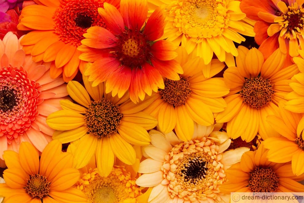 dream meaning Orange flower