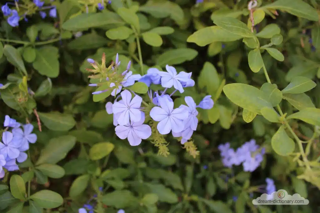 Periwinkle 6 Spiritual meaning of Periwinkle